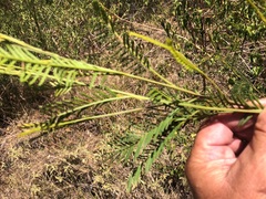 Acacia neriifolia