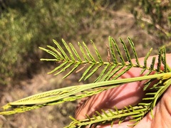 Acacia neriifolia