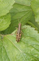 Pseudoxya