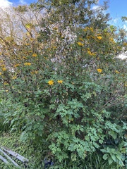 Tithonia