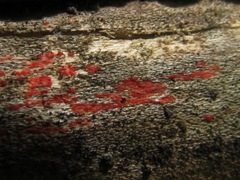 Tulasnella aurantiaca