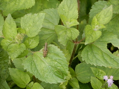 Pseudoxya
