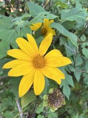 Tithonia