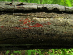 Tulasnella aurantiaca