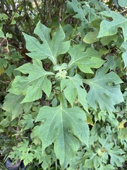 Tithonia