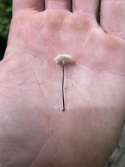 Collybiopsis quercophila