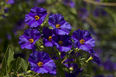 Lycianthes rantonnetii