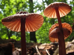 Mycena sanguinolenta