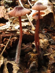 Mycena sanguinolenta