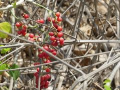 Tinospora cordifolia