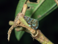 Ricanula