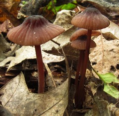 Mycena sanguinolenta