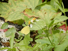 Eurema