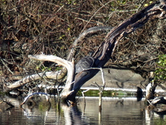 Pseudemys rubriventris