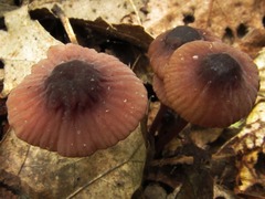 Mycena sanguinolenta