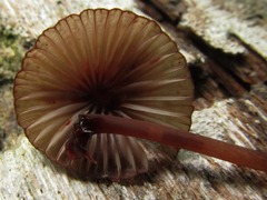 Mycena sanguinolenta