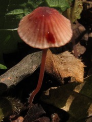 Mycena sanguinolenta