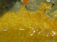 Mycale microsigmatosa