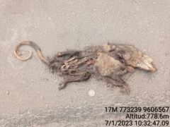 Didelphis marsupialis