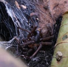 Coelotes jianfenglingensis