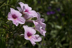 Pandorea jasminoides