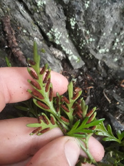 Asplenium haurakiense