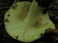 Russula grata