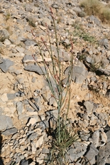 Asphodelus tenuifolius