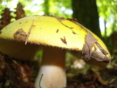 Russula grata