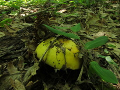 Russula grata