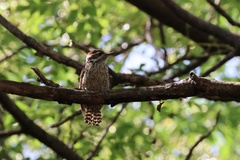Dryobates mixtus
