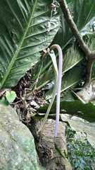 Anthurium glaucospadix