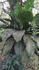 Anthurium glaucospadix