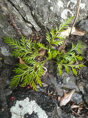 Asplenium haurakiense