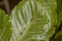 Acalitus ferrugineum