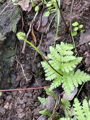 Pentagramma triangularis