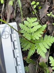 Pentagramma triangularis