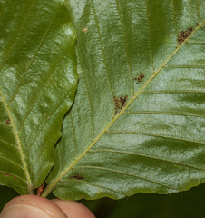 Acalitus ferrugineum