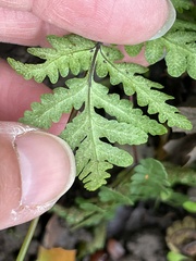 Pentagramma triangularis