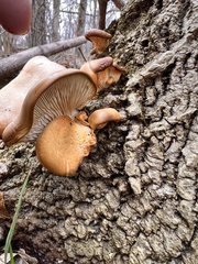 Pleurotus
