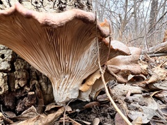 Pleurotus