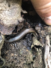Oligosoma aeneum