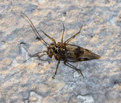 Psocinae