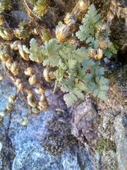 Myriopteris wrightii