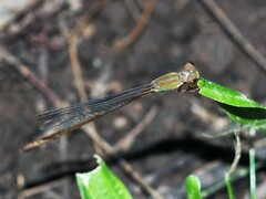 Ceriagrion aeruginosum