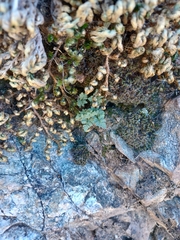 Myriopteris wrightii