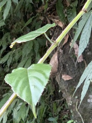 Cissus pteroclada