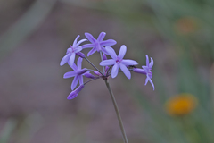 Tulbaghia violacea