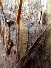 Melaleuca alternifolia