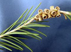 Melaleuca alternifolia